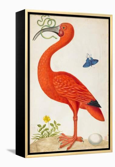 Curlew Catesby (or Scarlet Ibis)-Maria Sibylla Merian-Framed Stretched Canvas