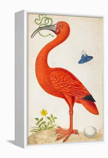 Curlew Catesby (or Scarlet Ibis)-Maria Sibylla Merian-Framed Stretched Canvas