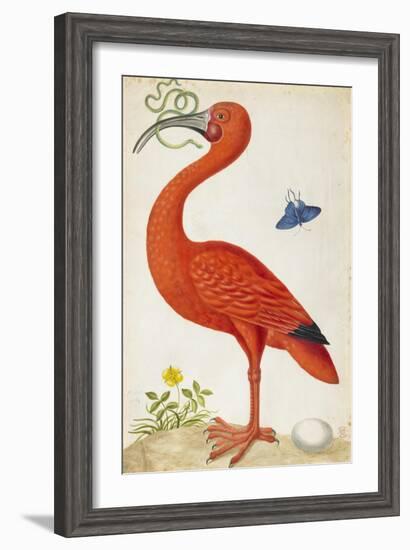 Curlew Catesby (or Scarlet Ibis)-Maria Sibylla Merian-Framed Art Print