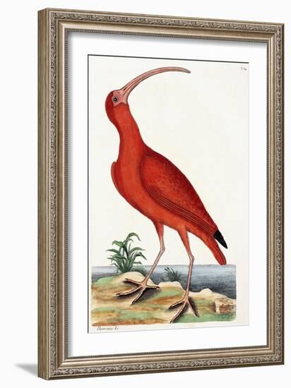 Curlew, Numenius, 1771-Mark Catesby-Framed Giclee Print