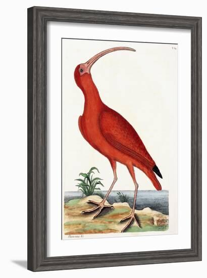 Curlew, Numenius, 1771-Mark Catesby-Framed Giclee Print