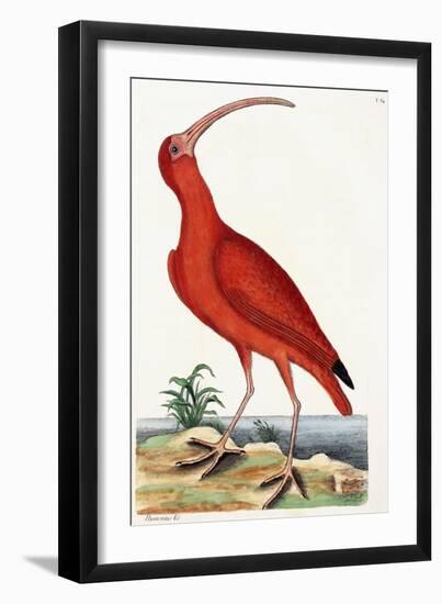Curlew, Numenius, 1771-Mark Catesby-Framed Giclee Print