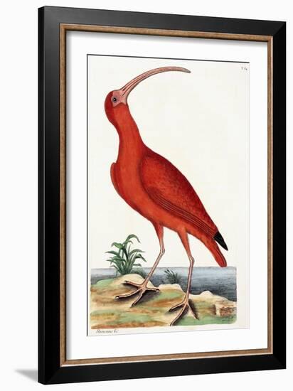 Curlew, Numenius, 1771-Mark Catesby-Framed Giclee Print