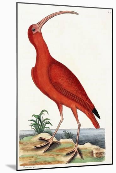 Curlew, Numenius, 1771-Mark Catesby-Mounted Giclee Print