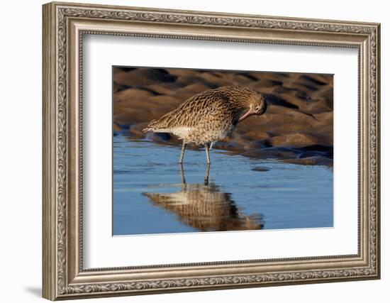 Curlew preening on mudflat at low tide, Northumberland, UK-Laurie Campbell-Framed Photographic Print