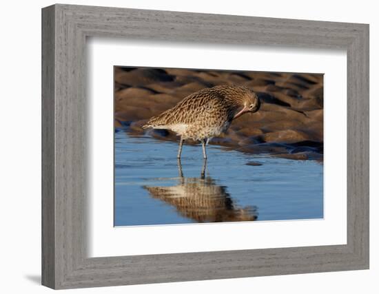 Curlew preening on mudflat at low tide, Northumberland, UK-Laurie Campbell-Framed Photographic Print