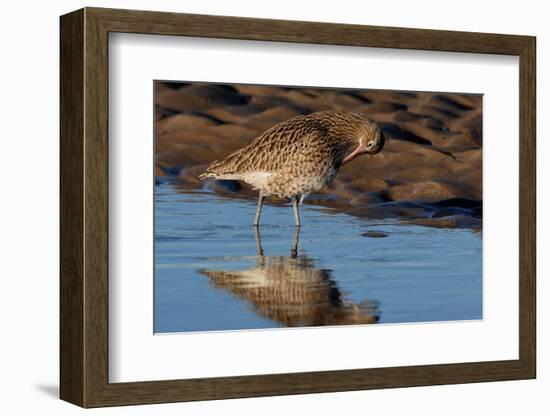 Curlew preening on mudflat at low tide, Northumberland, UK-Laurie Campbell-Framed Photographic Print