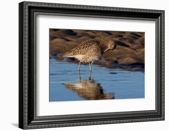 Curlew preening on mudflat at low tide, Northumberland, UK-Laurie Campbell-Framed Photographic Print