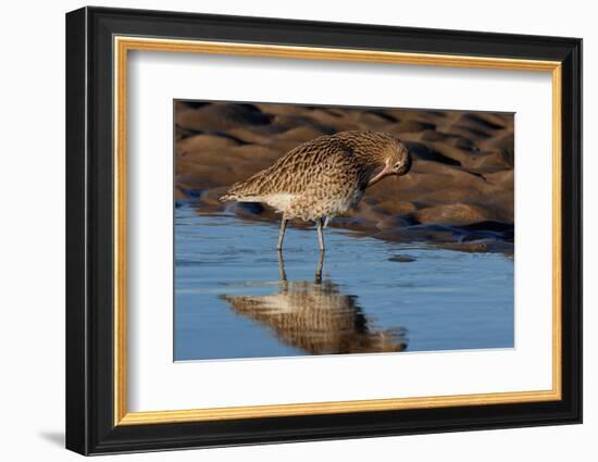 Curlew preening on mudflat at low tide, Northumberland, UK-Laurie Campbell-Framed Photographic Print