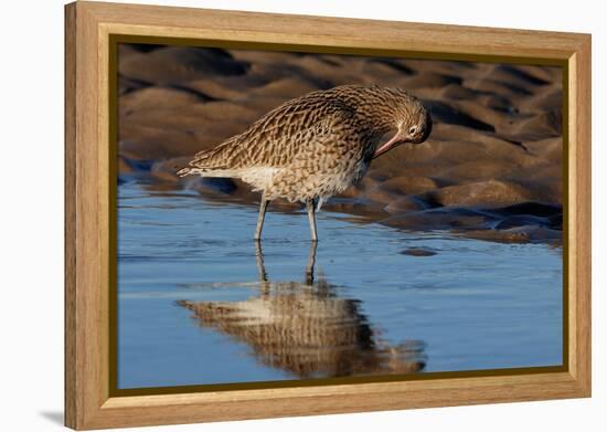 Curlew preening on mudflat at low tide, Northumberland, UK-Laurie Campbell-Framed Premier Image Canvas