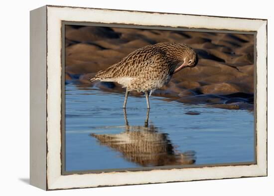 Curlew preening on mudflat at low tide, Northumberland, UK-Laurie Campbell-Framed Premier Image Canvas