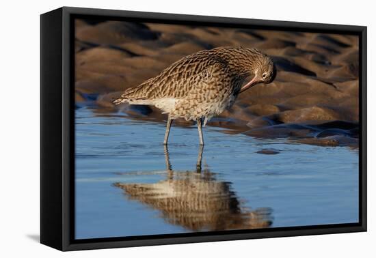 Curlew preening on mudflat at low tide, Northumberland, UK-Laurie Campbell-Framed Premier Image Canvas