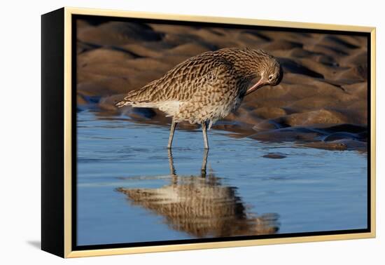Curlew preening on mudflat at low tide, Northumberland, UK-Laurie Campbell-Framed Premier Image Canvas