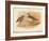 Curlew Sandpiper (Tringa subarquata), Siberian Pectoral Sandpiper (Heteropygia acuminata), 1900-Charles Whymper-Framed Giclee Print