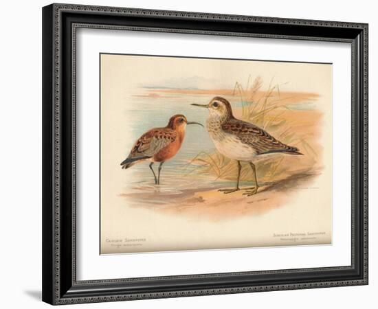 Curlew Sandpiper (Tringa subarquata), Siberian Pectoral Sandpiper (Heteropygia acuminata), 1900-Charles Whymper-Framed Giclee Print