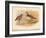 Curlew Sandpiper (Tringa subarquata), Siberian Pectoral Sandpiper (Heteropygia acuminata), 1900-Charles Whymper-Framed Giclee Print