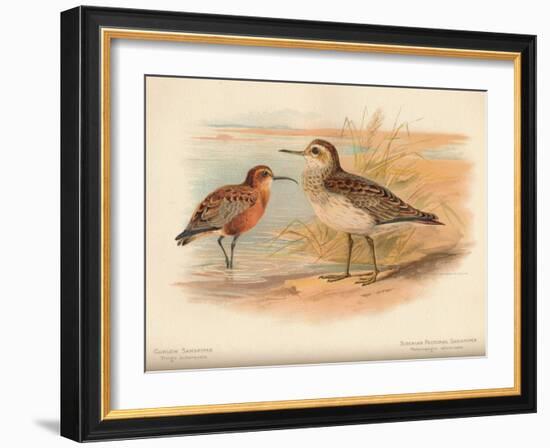 Curlew Sandpiper (Tringa subarquata), Siberian Pectoral Sandpiper (Heteropygia acuminata), 1900-Charles Whymper-Framed Giclee Print