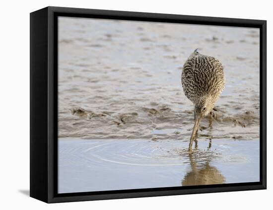 Curlew Washing Worm in Water, Norfolk UK-Gary Smith-Framed Premier Image Canvas