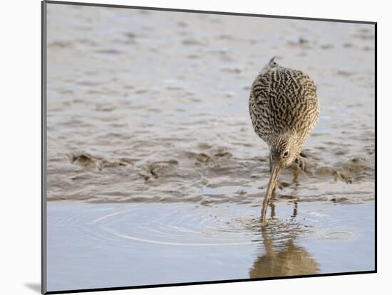 Curlew Washing Worm in Water, Norfolk UK-Gary Smith-Mounted Photographic Print