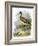 Curlew-English-Framed Giclee Print