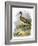 Curlew-English-Framed Giclee Print