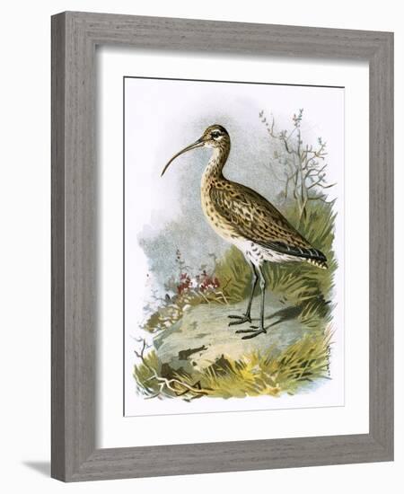 Curlew-English-Framed Giclee Print