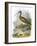 Curlew-English-Framed Giclee Print