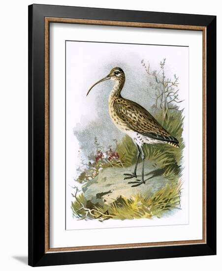 Curlew-English-Framed Giclee Print