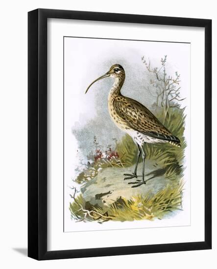 Curlew-English-Framed Giclee Print