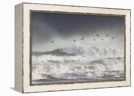 Curlews (Numenius Arquata) Group Flying over the Sea During Storm-Ben Hall-Framed Premier Image Canvas