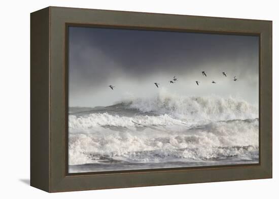 Curlews (Numenius Arquata) Group Flying over the Sea During Storm-Ben Hall-Framed Premier Image Canvas