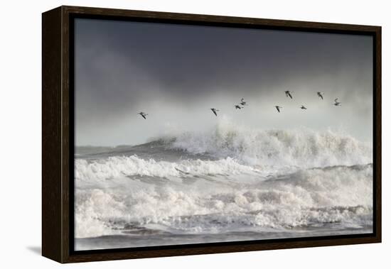 Curlews (Numenius Arquata) Group Flying over the Sea During Storm-Ben Hall-Framed Premier Image Canvas