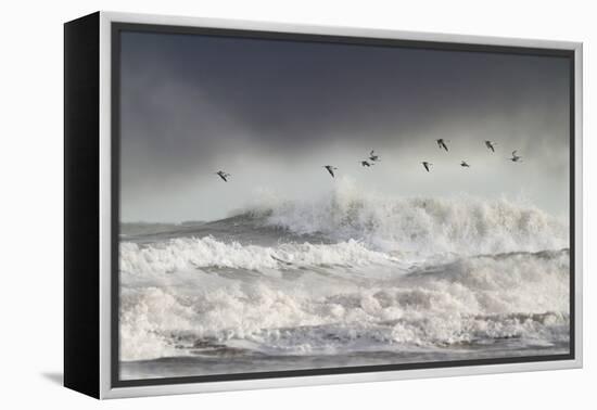 Curlews (Numenius Arquata) Group Flying over the Sea During Storm-Ben Hall-Framed Premier Image Canvas