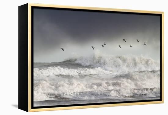 Curlews (Numenius Arquata) Group Flying over the Sea During Storm-Ben Hall-Framed Premier Image Canvas