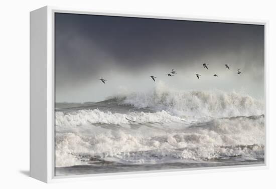 Curlews (Numenius Arquata) Group Flying over the Sea During Storm-Ben Hall-Framed Premier Image Canvas
