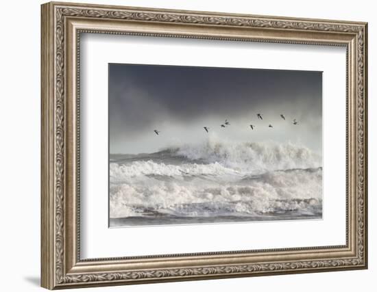 Curlews (Numenius Arquata) Group Flying over the Sea During Storm-Ben Hall-Framed Photographic Print