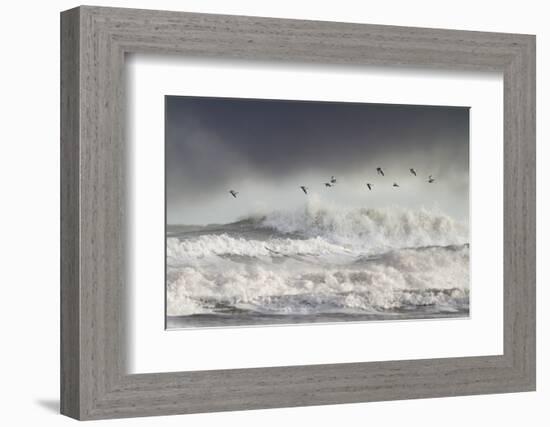 Curlews (Numenius Arquata) Group Flying over the Sea During Storm-Ben Hall-Framed Photographic Print