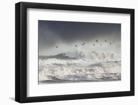 Curlews (Numenius Arquata) Group Flying over the Sea During Storm-Ben Hall-Framed Photographic Print