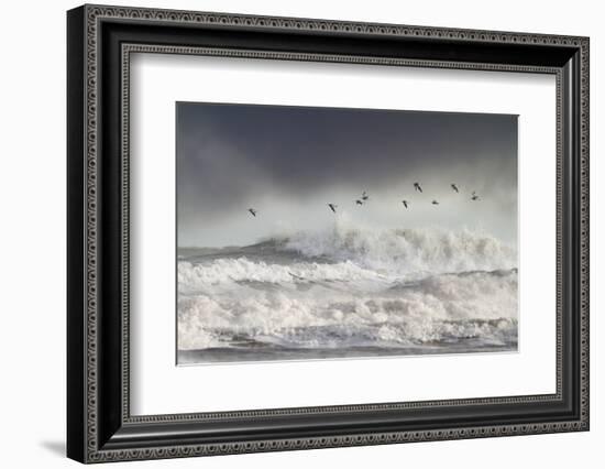 Curlews (Numenius Arquata) Group Flying over the Sea During Storm-Ben Hall-Framed Photographic Print