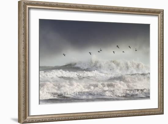 Curlews (Numenius Arquata) Group Flying over the Sea During Storm-Ben Hall-Framed Photographic Print