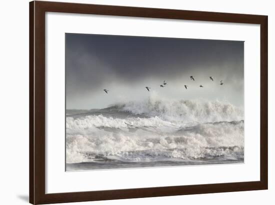 Curlews (Numenius Arquata) Group Flying over the Sea During Storm-Ben Hall-Framed Photographic Print