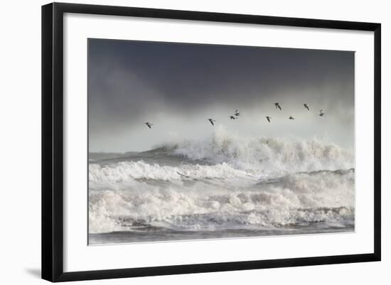 Curlews (Numenius Arquata) Group Flying over the Sea During Storm-Ben Hall-Framed Photographic Print