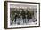 Curling Match on a Frozen Lake in Canada, 1880s-null-Framed Giclee Print