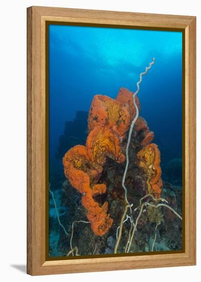 Curly Bright Orange Sponge with Greyish Whip Coral-Stocktrek Images-Framed Premier Image Canvas