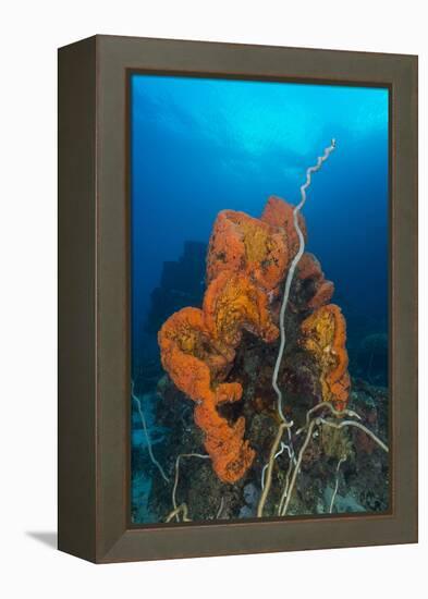 Curly Bright Orange Sponge with Greyish Whip Coral-Stocktrek Images-Framed Premier Image Canvas