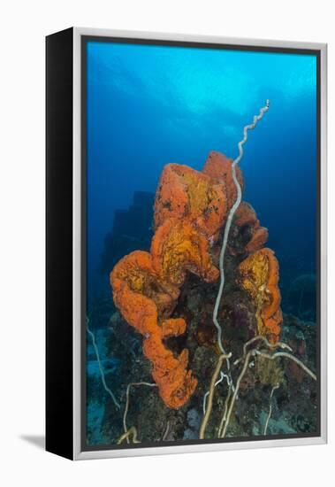 Curly Bright Orange Sponge with Greyish Whip Coral-Stocktrek Images-Framed Premier Image Canvas