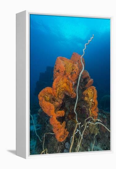 Curly Bright Orange Sponge with Greyish Whip Coral-Stocktrek Images-Framed Premier Image Canvas