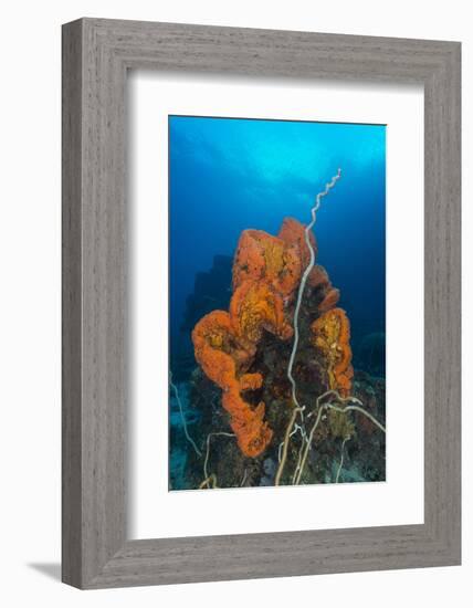 Curly Bright Orange Sponge with Greyish Whip Coral-Stocktrek Images-Framed Photographic Print