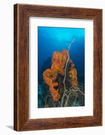 Curly Bright Orange Sponge with Greyish Whip Coral-Stocktrek Images-Framed Photographic Print