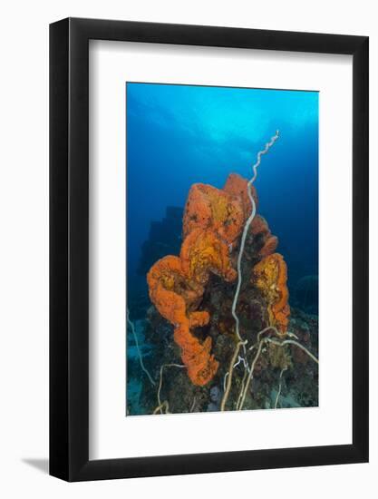 Curly Bright Orange Sponge with Greyish Whip Coral-Stocktrek Images-Framed Photographic Print